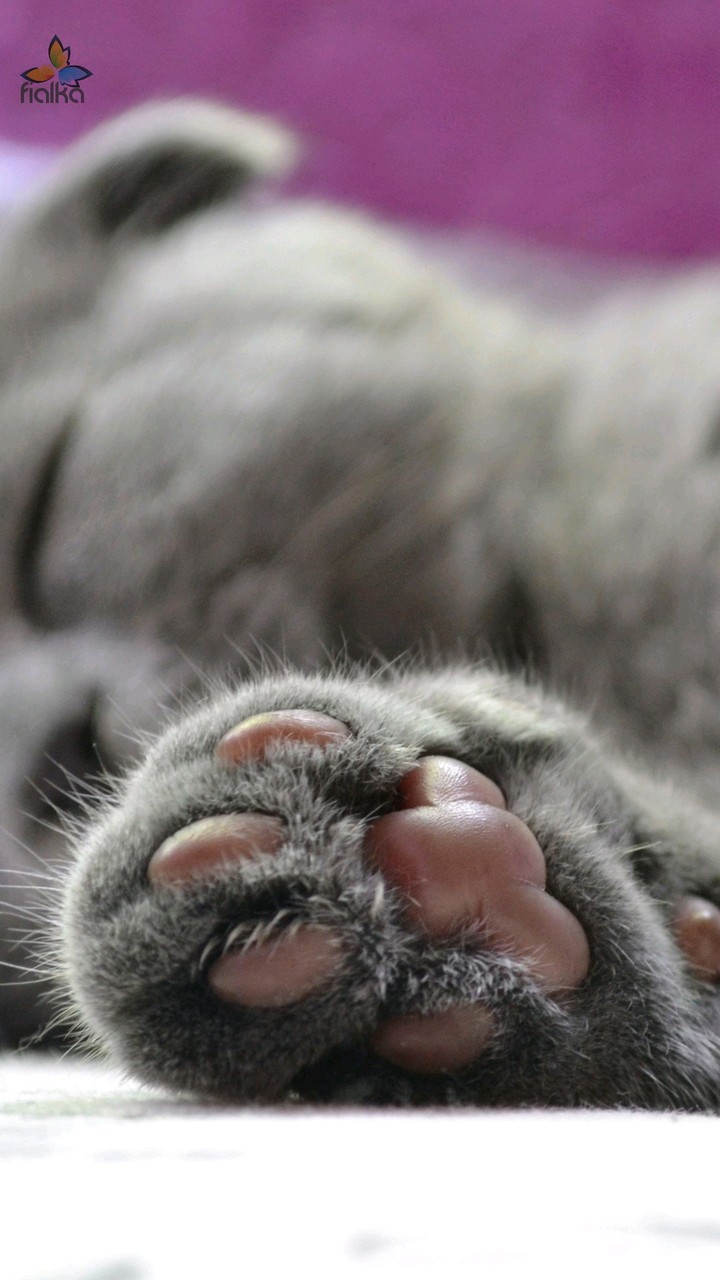 cate