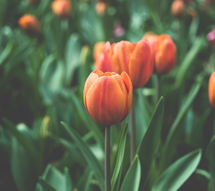 spring