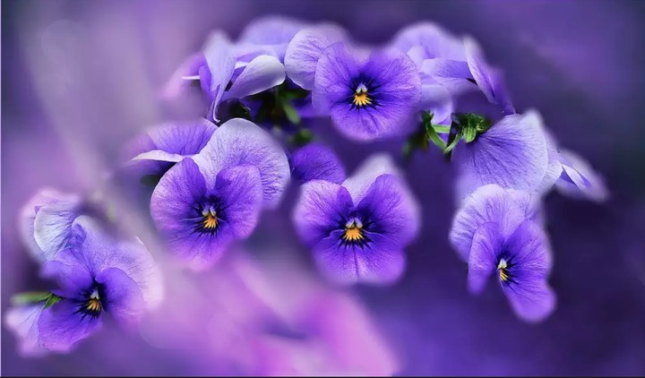 Viola