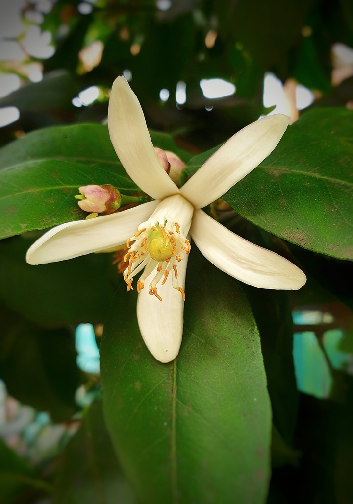 lemon flower