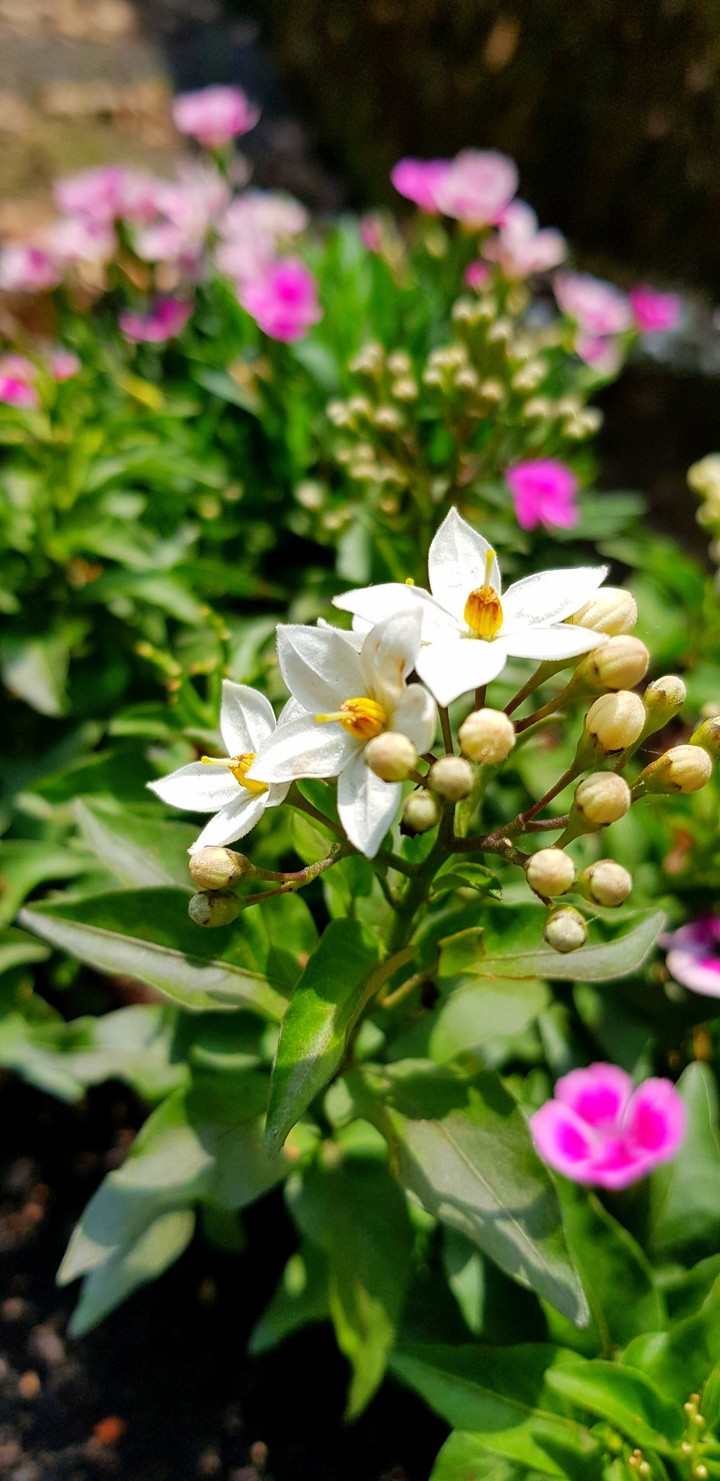Solanum laxum