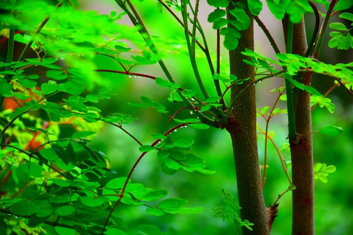 greenary
