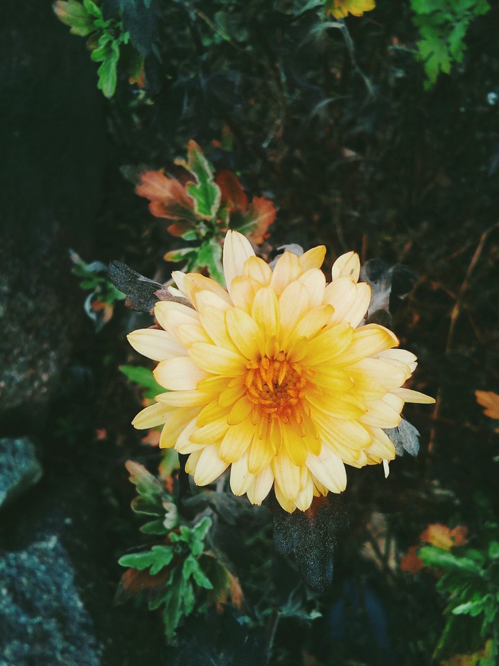 #beautiful #flower #beautifulflowers #flowers