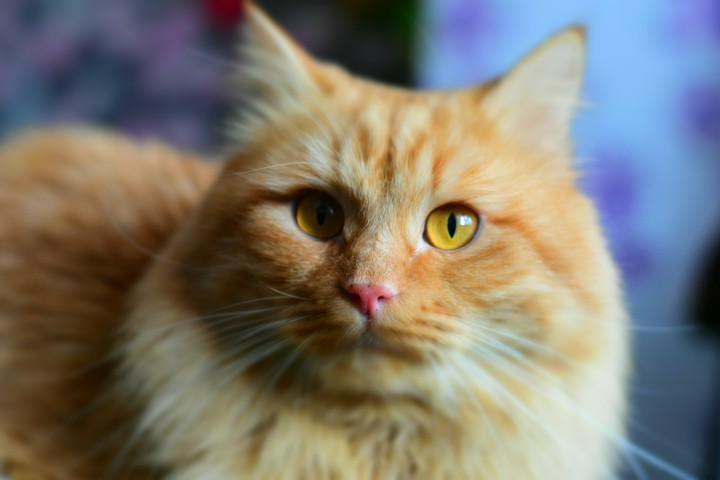 cat