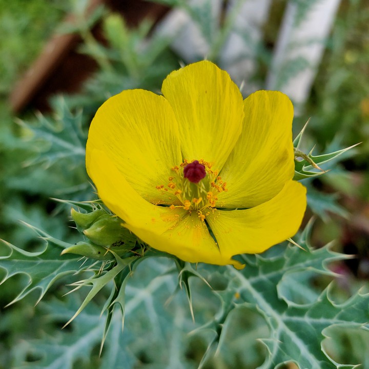 Monsoon flower