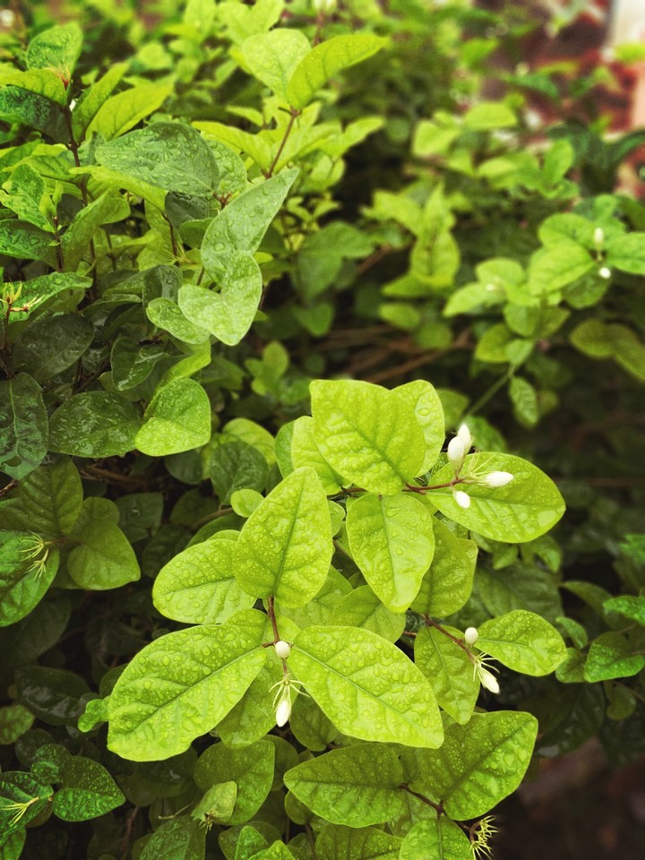 Water Leaves
