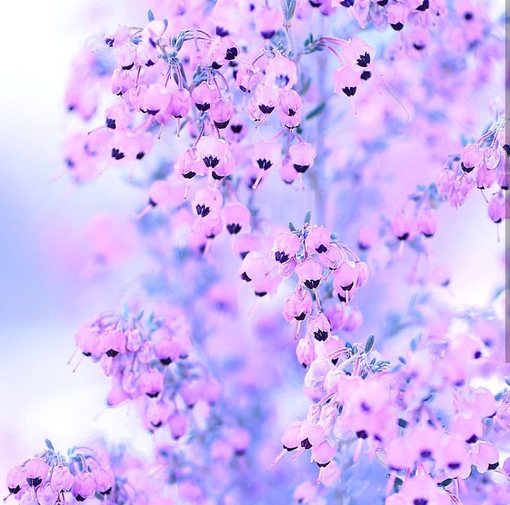soft beauty