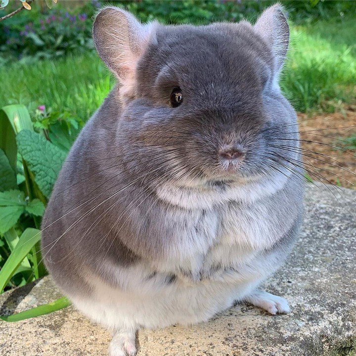 Chinchilla