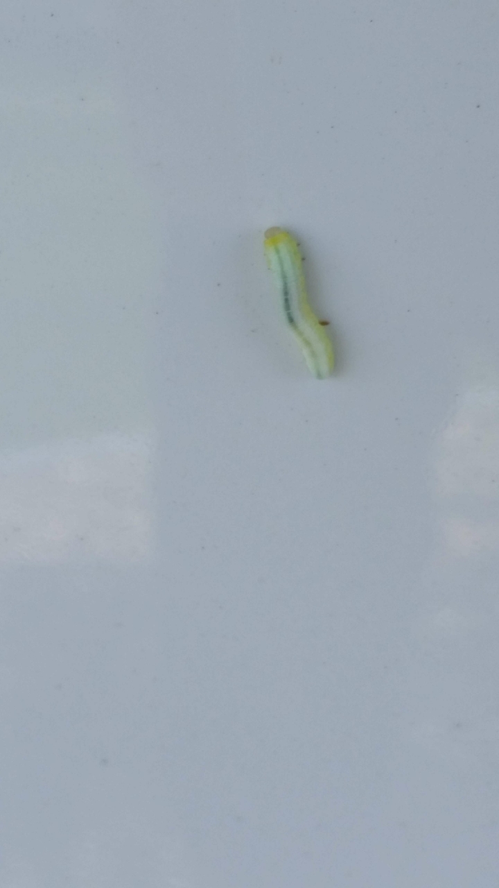 Silkworm
