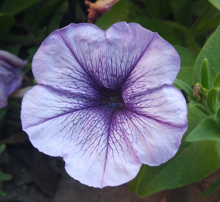 Flower of Two Colors
