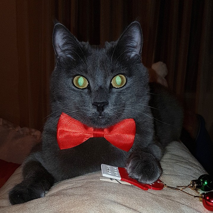 Мой любимый кот.
