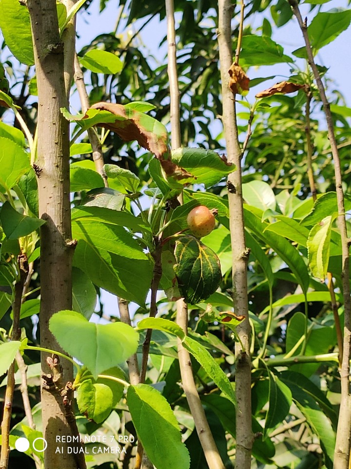 fruits