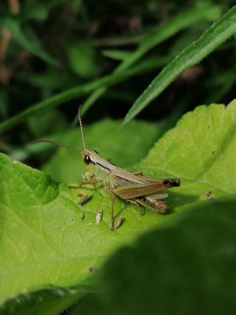 eye, insect壁紙