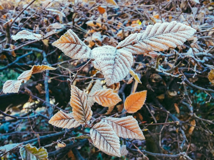 Frost!
