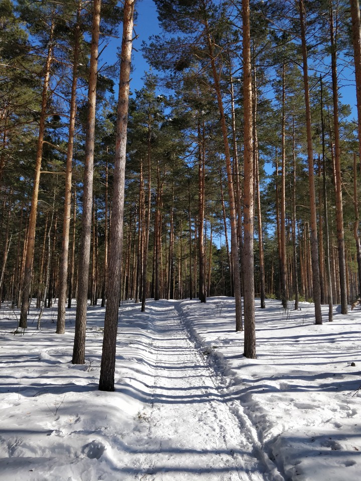 Зимний лес
