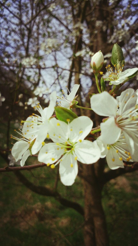 spring
