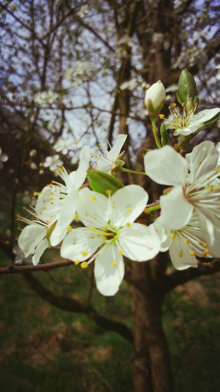 spring