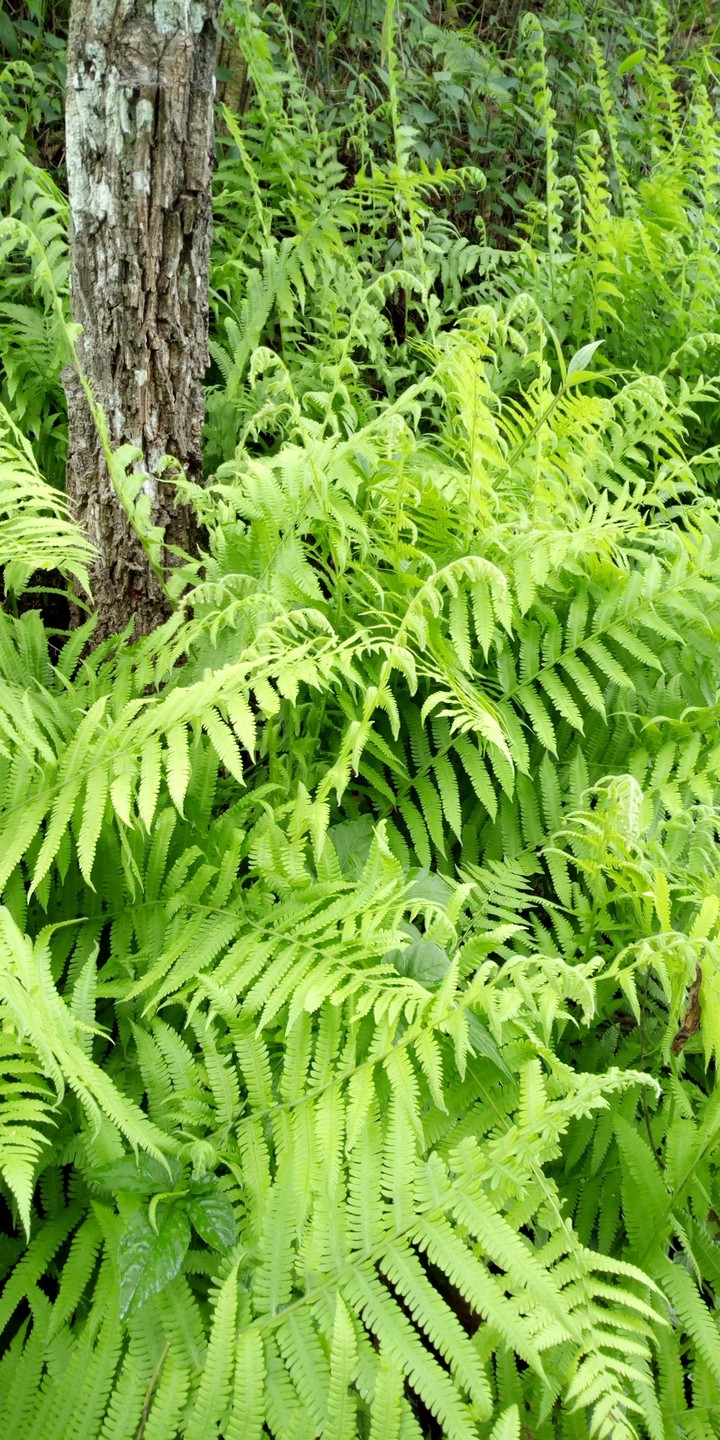 nature