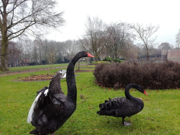 Schwan