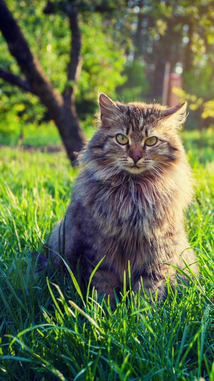 Beautiful Cat