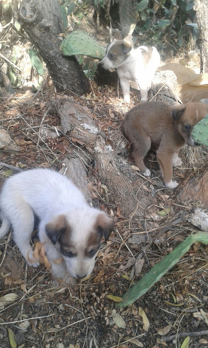 petit dogs