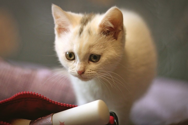 Kitty