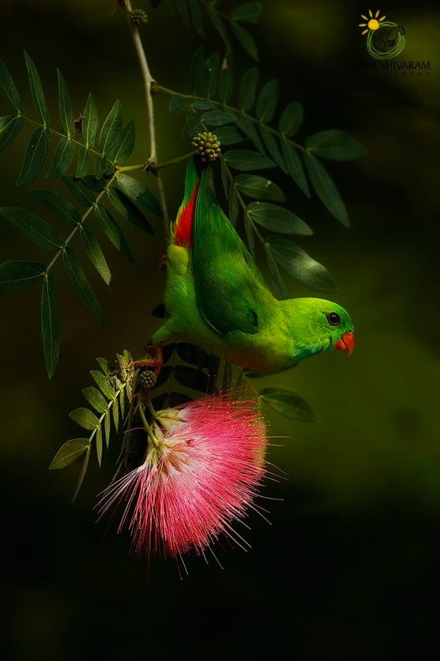 bird