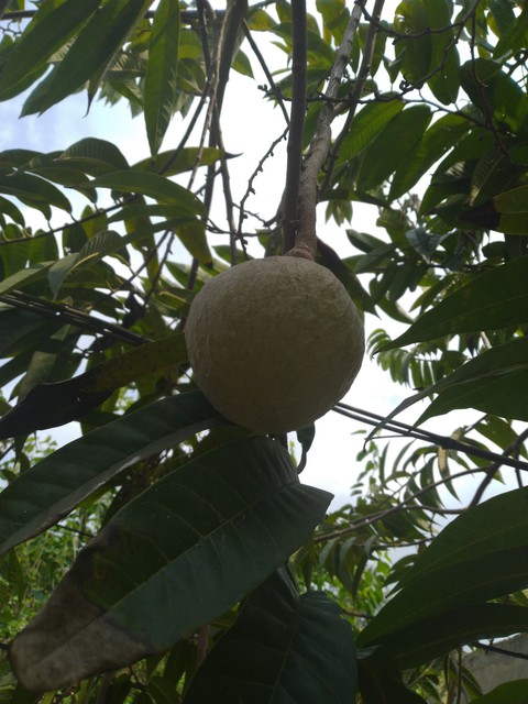 Rama Phalam