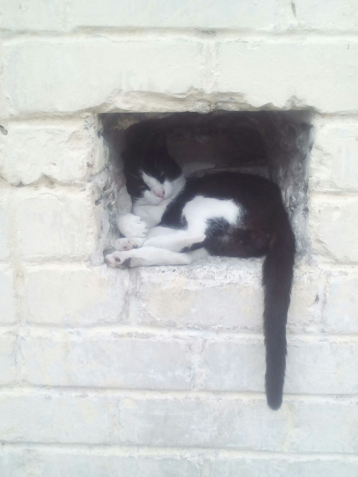 котики всегда милые