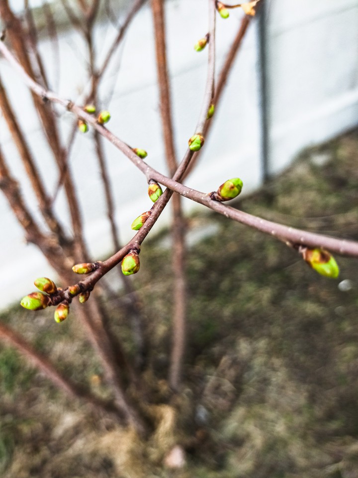 spring