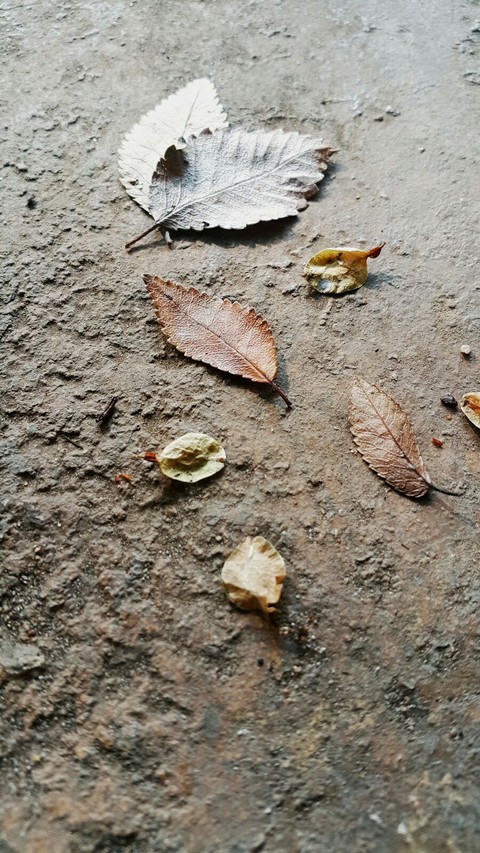 fall