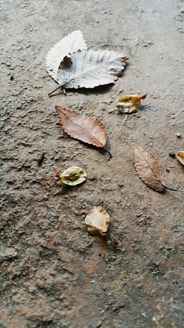 fall