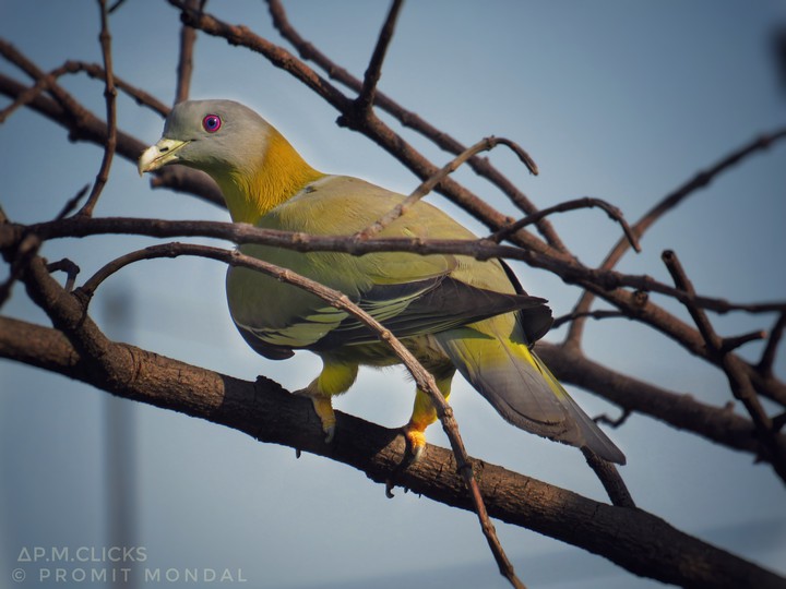 Bird