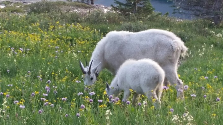 Glacier National Park