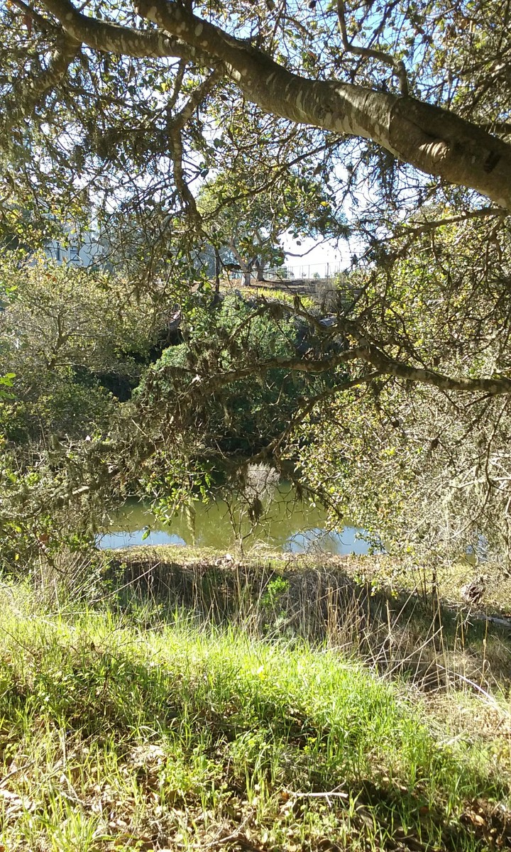 pond