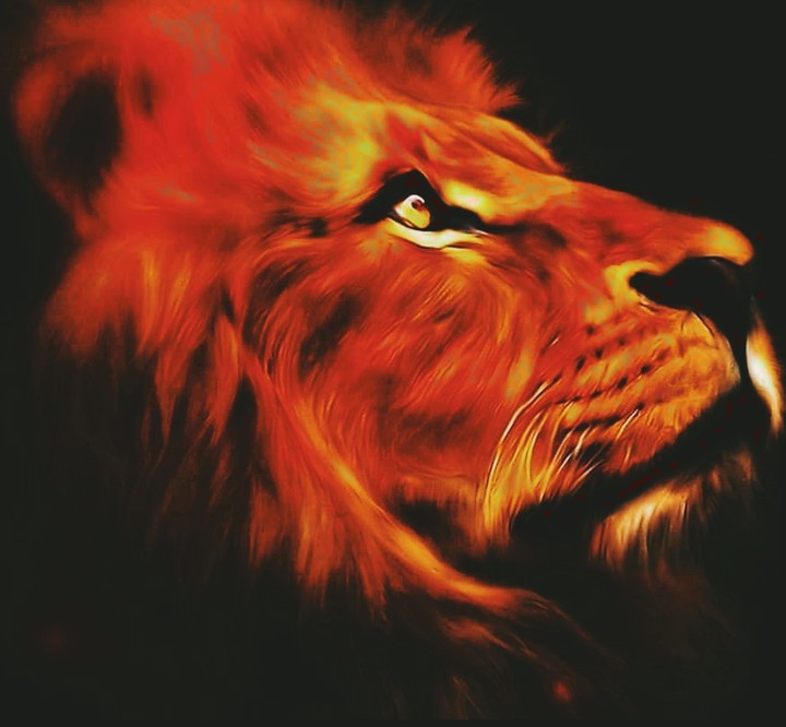 lion