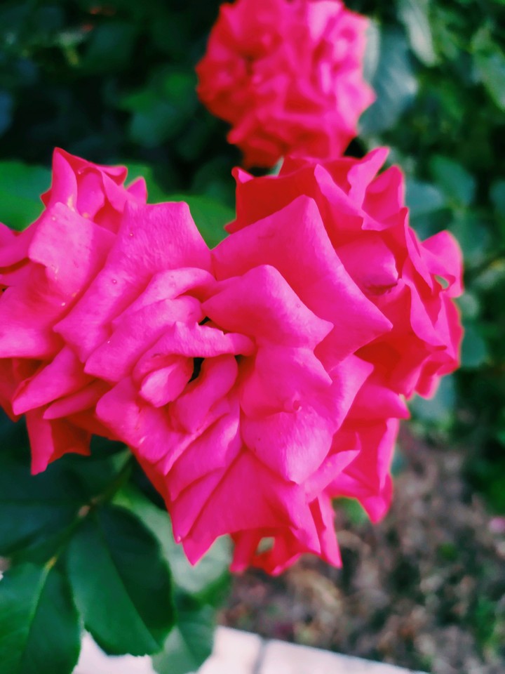 ~rose~