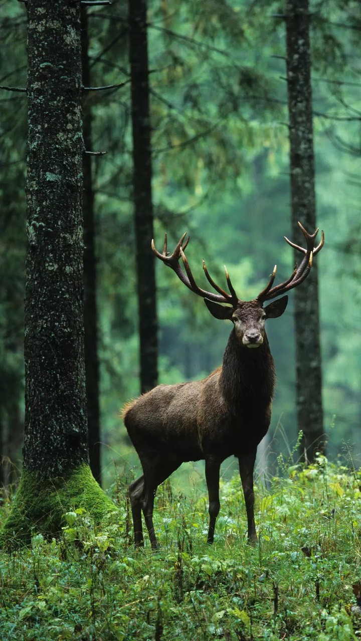 horn beast
