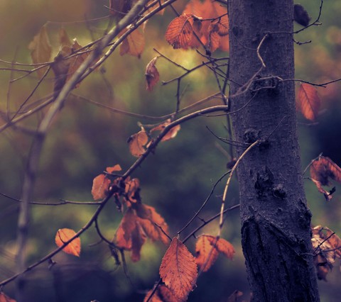 fall