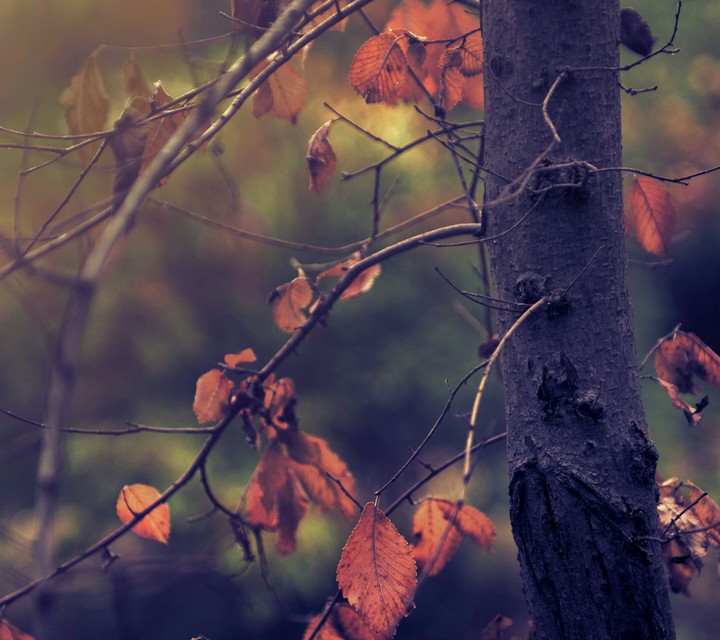 fall