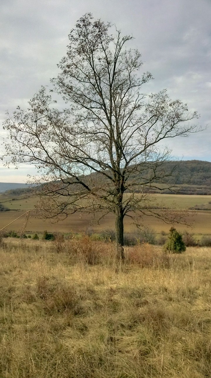 Winter Tree