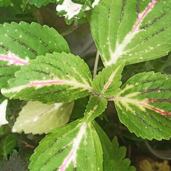 coleus