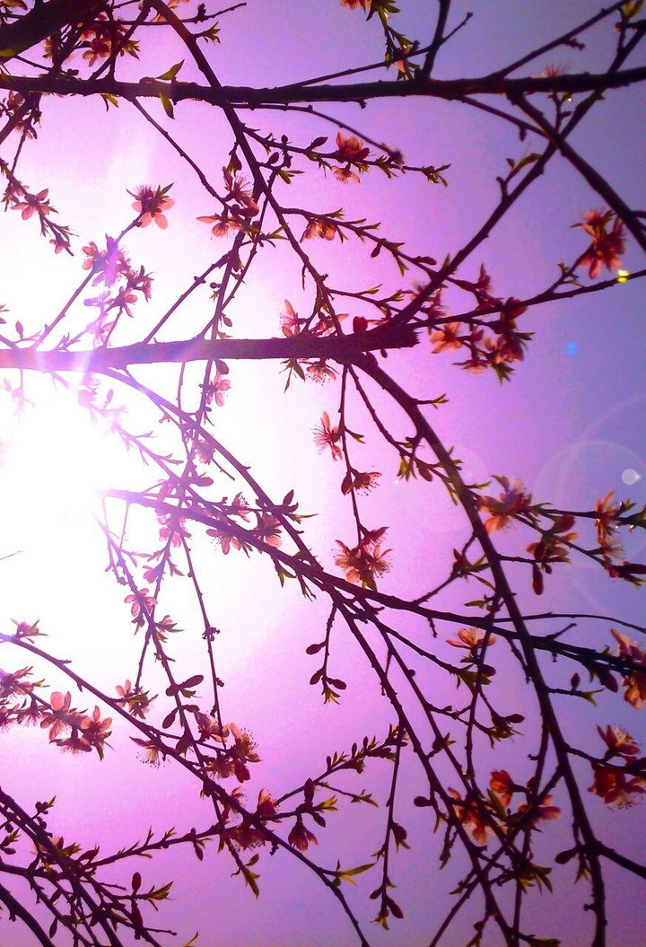 schöne blumen