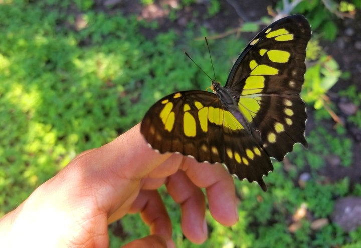 MARIPOSA POSANDO EN MANO, SAN LORENZO, GRO.