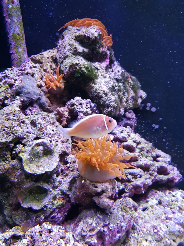 fisch