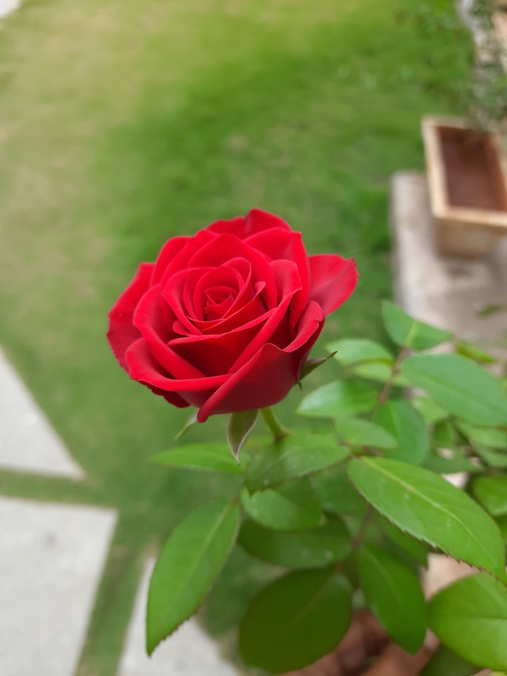 red rose
