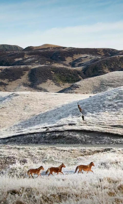 шпалери wildlife, tundra