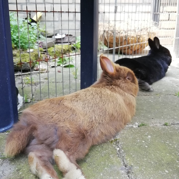Cat and Mui laying