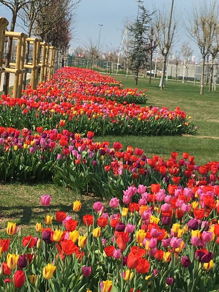 Tulpe İstanbul