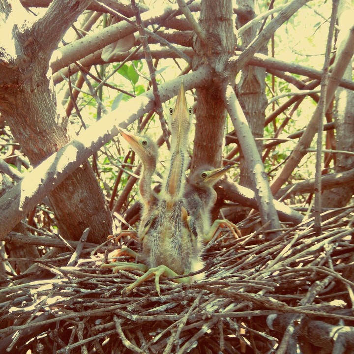 3 little birds